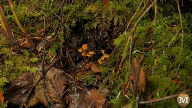Small cluster of Chanterelle Mushrooms