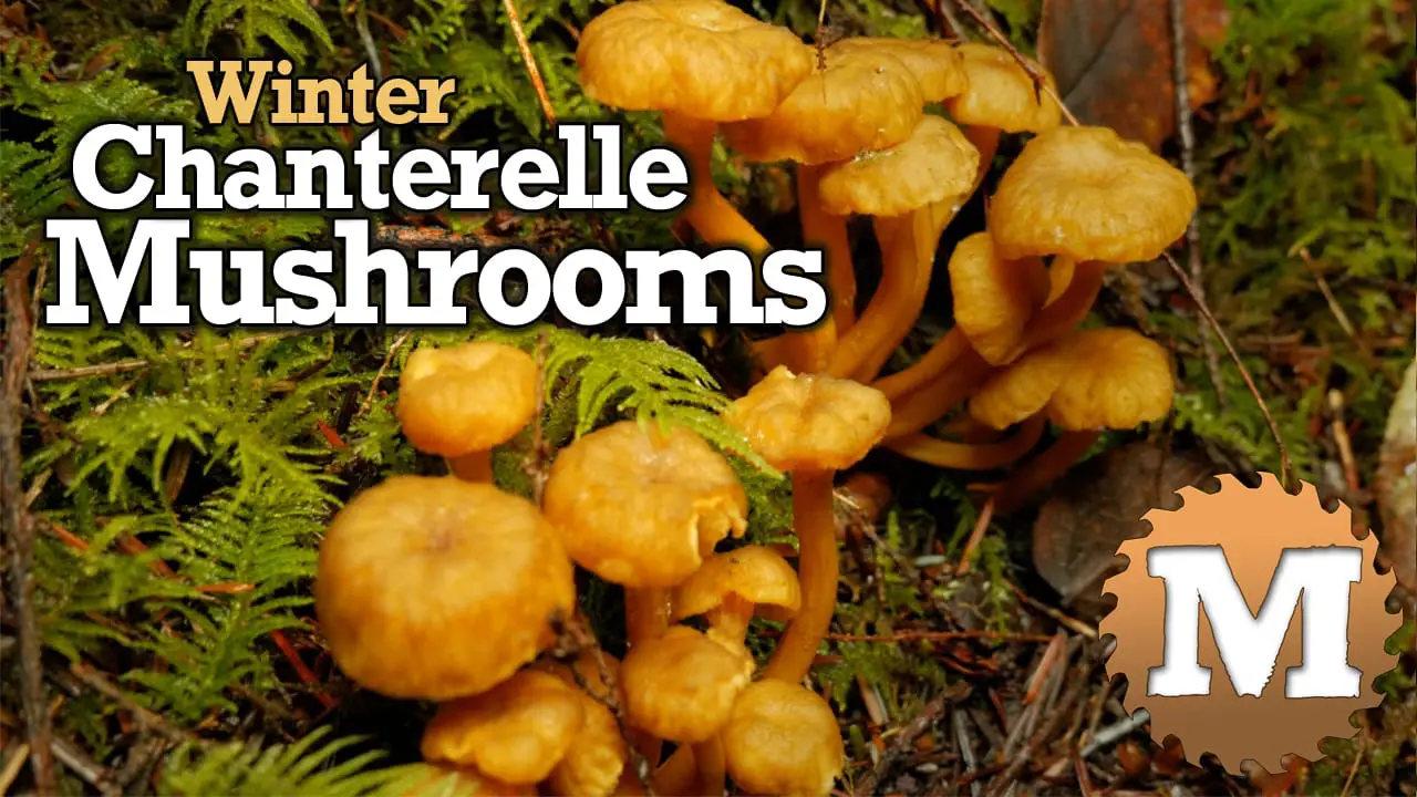 Winter Chanterelle Mushrooms - MAN about TOOLS