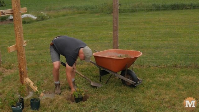 planting raspberry bushes in a row under wire trellis