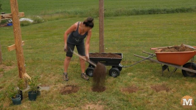 planting berry bushes in a row under wire trellis