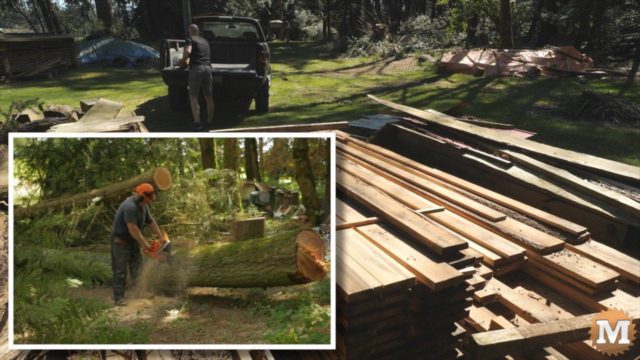 Bucking logs of crooked Grand Fir tree to mill length with chainsaw