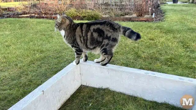 Our cat Macy checking out the new garden bed